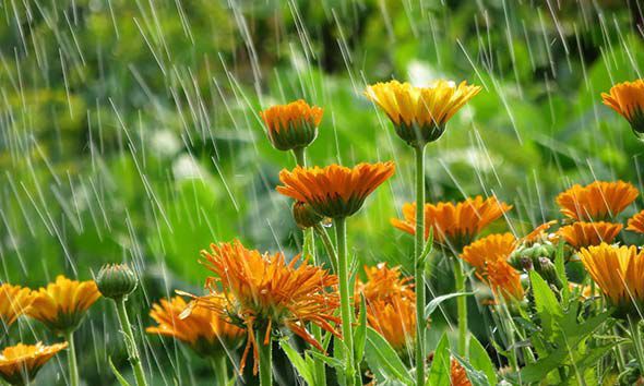 garden-rain-590.jpg